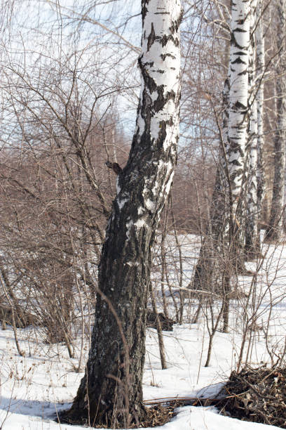 istock birch on nature in winter 861637580