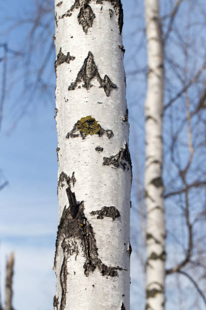 istock trunk of a birch against the blue sky 861638180
