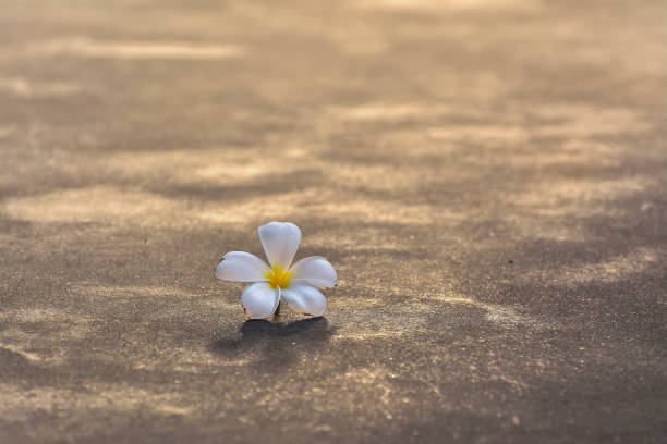 istock Plumeria on the cement floor.Have a light orange fall in the evening. 861638294