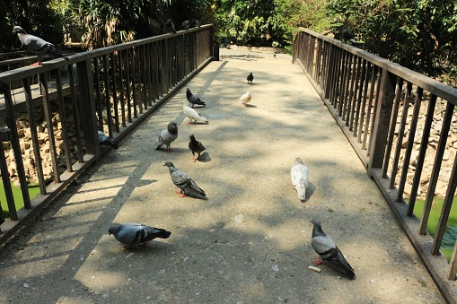 struggle pigeons near temple in Thailand