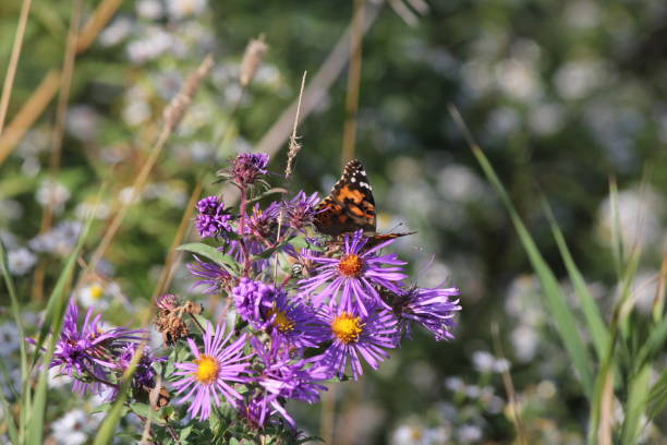 istock Painted Lady Butterfly ( Vanessa cardui )on New England Aster 861641262