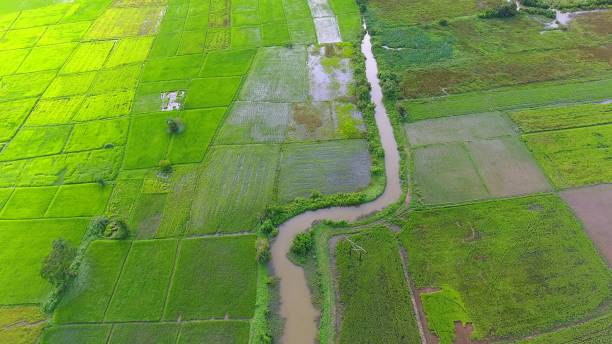istock Panoramic view nature Landscape of a green field with rice 861641476