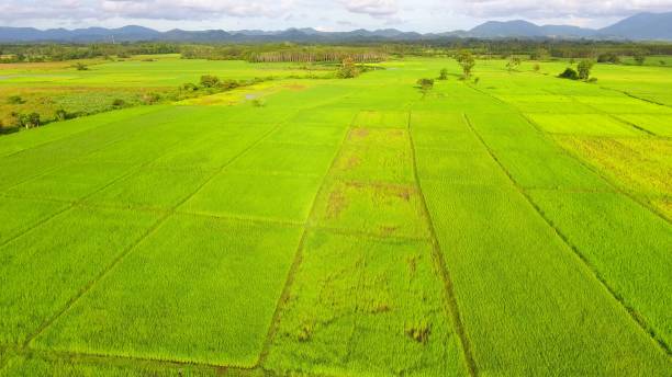 istock Panoramic view nature Landscape of a green field with rice 861641570
