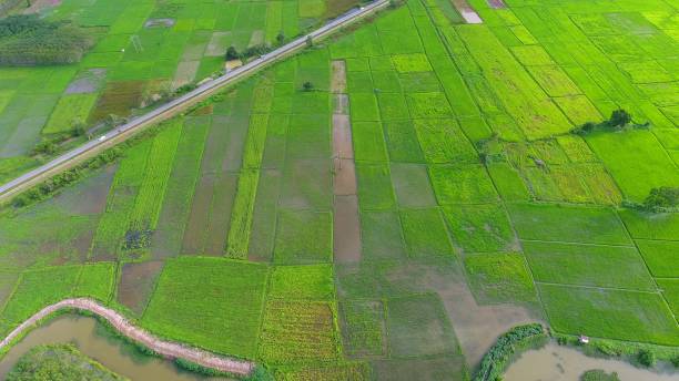 istock Panoramic view nature Landscape of a green field with rice 861641616