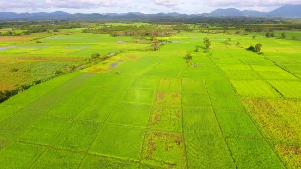 istock Panoramic view nature Landscape of a green field with rice 861641628