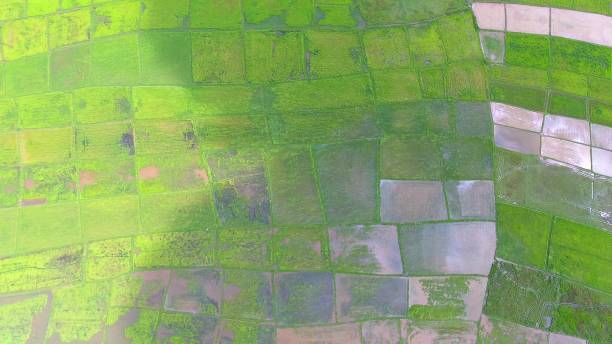 istock Panoramic view nature Landscape of a green field with rice 861641738