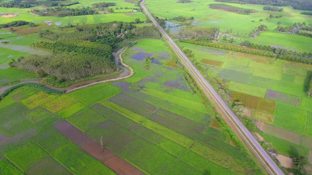 istock Panoramic view nature Landscape of a green field with rice 861641782