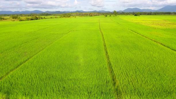 istock Panoramic view nature Landscape of a green field with rice 861641790