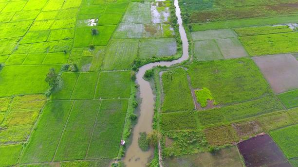 istock Panoramic view nature Landscape of a green field with rice 861641794