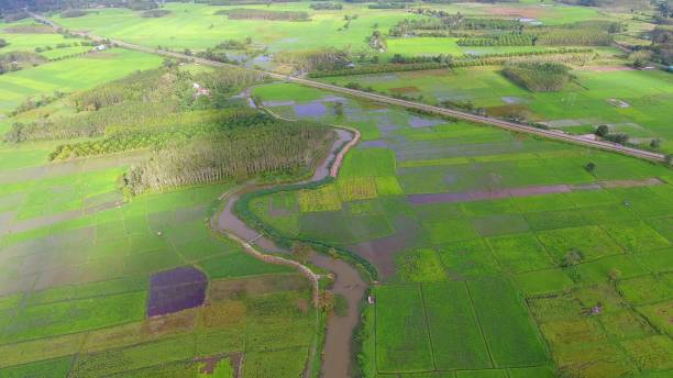 istock Panoramic view nature Landscape of a green field with rice 861641806