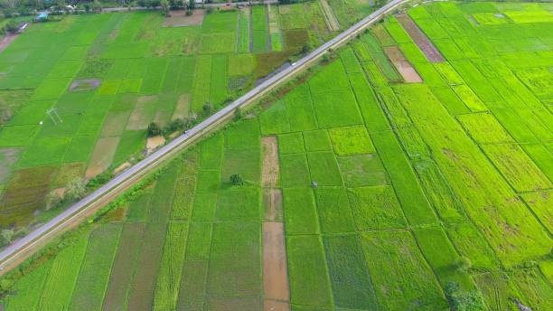 istock Panoramic view nature Landscape of a green field with rice 861641878
