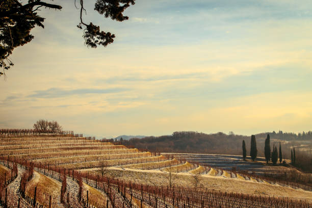 istock snowy morning in the vineyard 861641924