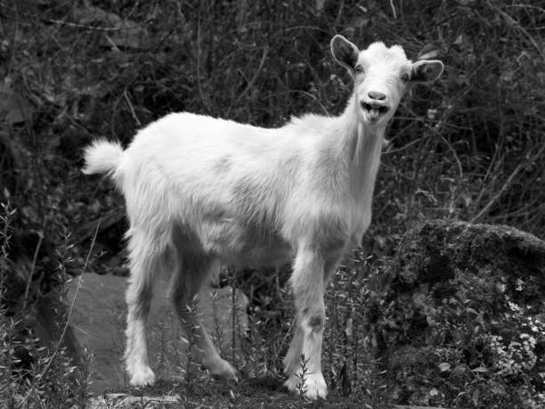 istock Goat in the Sacred Valley of Peru 861641976