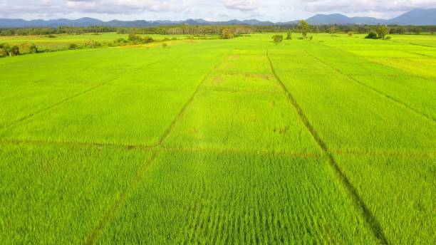 istock Panoramic view nature Landscape of a green field with rice 861641986
