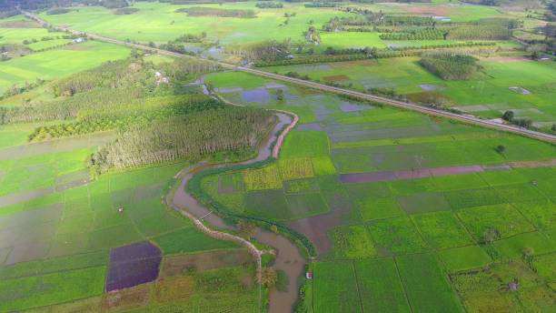 istock Panoramic view nature Landscape of a green field with rice 861642030