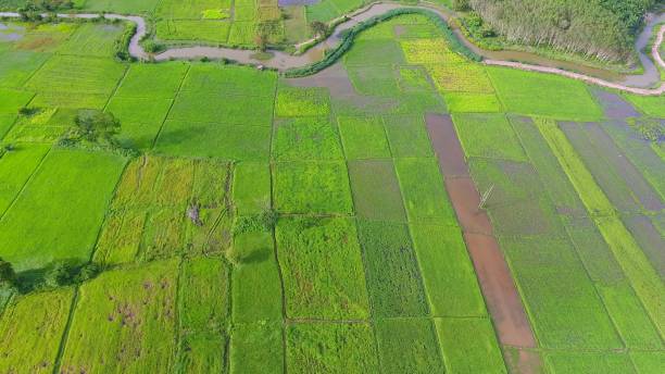 istock Panoramic view nature Landscape of a green field with rice 861642094