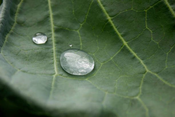 istock Water drops on the leaves of cabbage 861642548