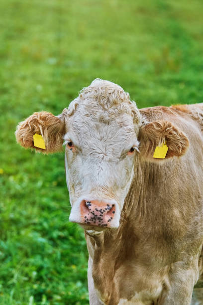 istock Portrait of Cow 861645244