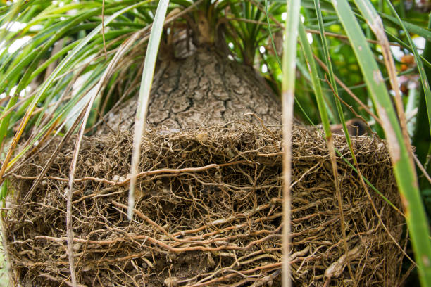 Small Palm Tree in garden park