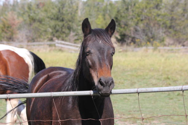 istock Horse (Brown) Behind Fence 861648670