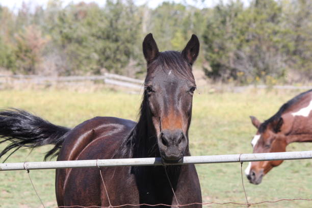istock Horse (Brown) Behind Fence 861648674