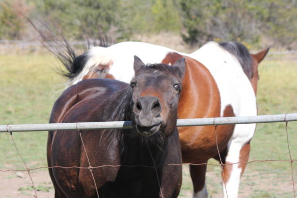 istock Horse (Brown) Behind Fence 861648756