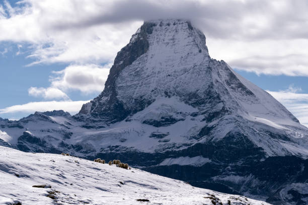 istock White Swiss mountain sheep 861651502