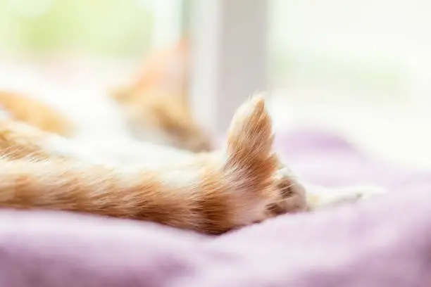 Red-and-white cat with slightly raised up top of the tail is peaceful sleeping on violet blanket. Close up