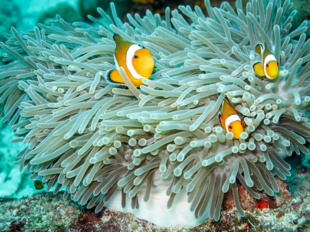 istock Sea Life with clown fish 861655098