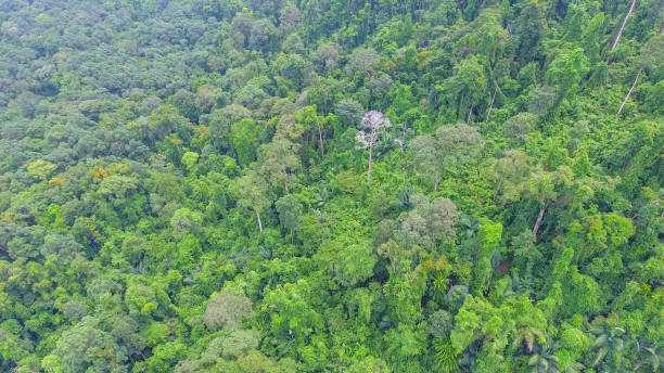 istock Aerial shot tropical forest and  Waterfall  south Thailand 861655314