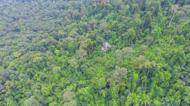 istock Aerial shot tropical forest and  Waterfall  south Thailand 861655334