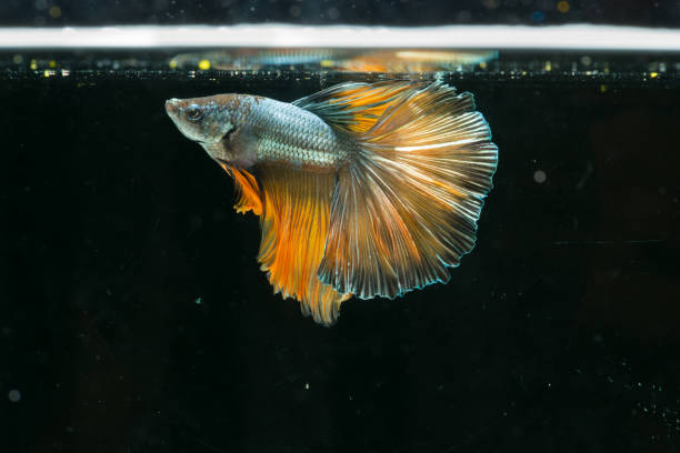 istock siamese fighting fish. beautiful tail of betta splendens half moon fish on black background. 861655810