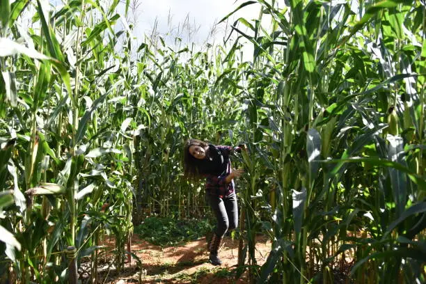 Photo of Young woman in a corn maze