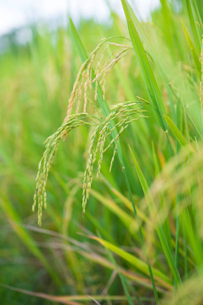 istock Ear of rice in paddy farm 861658860