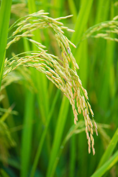 istock Ear of rice in paddy farm 861658888