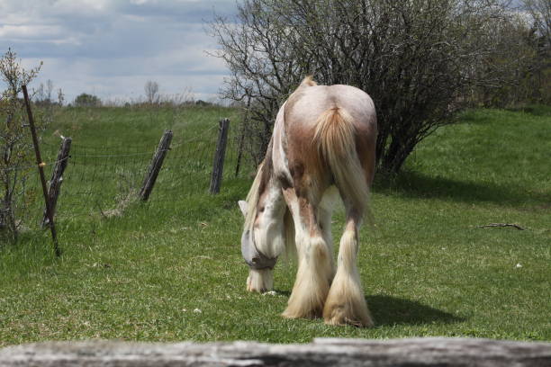 istock Horse, White, Long Hair 861659468