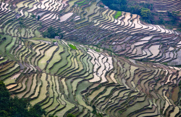 元陽県、雲南省、中国の棚田 - rice paddy china traditional culture yunnan province ストックフォトと画像