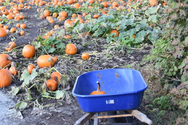 istock Pumpkin in a wheelbarrow 861659508