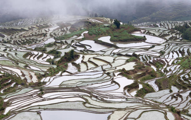 istock Terraced rice fields in Yuanyang county, Yunnan, China 861660436