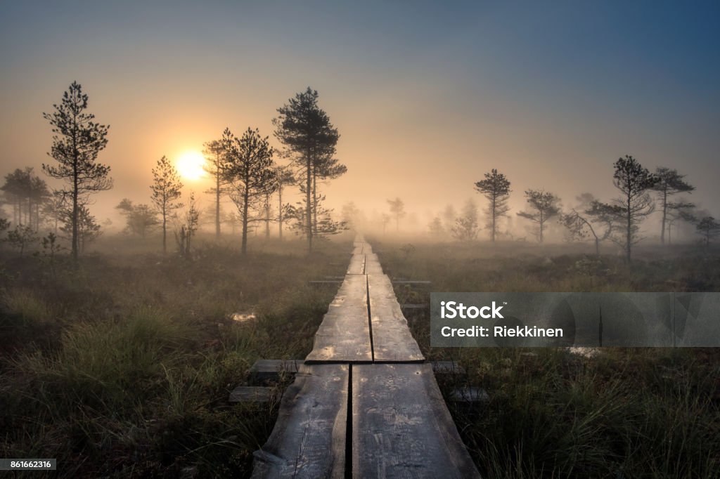 Vista panorâmica de pântano com caminho de madeira na manhã de outono, no Parque Nacional de Torronsuo, Finlândia - Foto de stock de Finlândia royalty-free