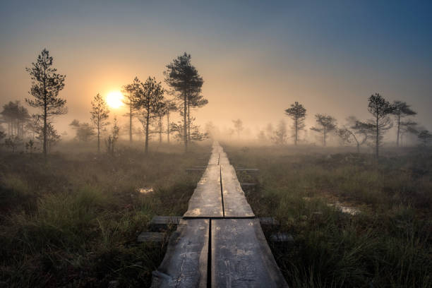 scenic view from swamp with wooden path at autumn morning in torronsuo national park, finland - bog imagens e fotografias de stock