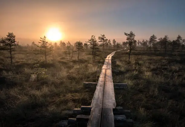 Photo of Scenic view from swamp with wooden path at autumn morning in Torronsuo National park, Finland