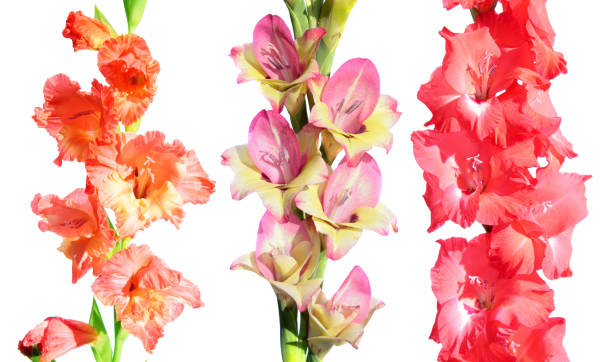 istock Set of different gladiolus flowers isolated on white background 861662588