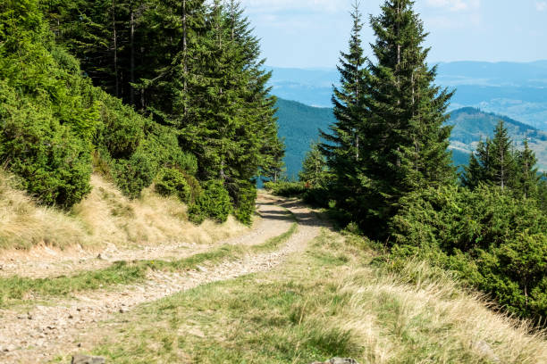 mountain path leading to polonina dragobrat (ukraine, carpathians, dragobrat) - dragobrat imagens e fotografias de stock