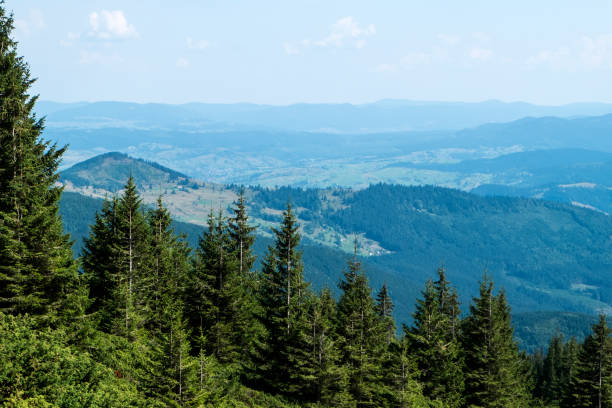 slopes of carpathian mountains with dense vegetation (ukraine, carpathians, dragobrat) - dragobrat imagens e fotografias de stock