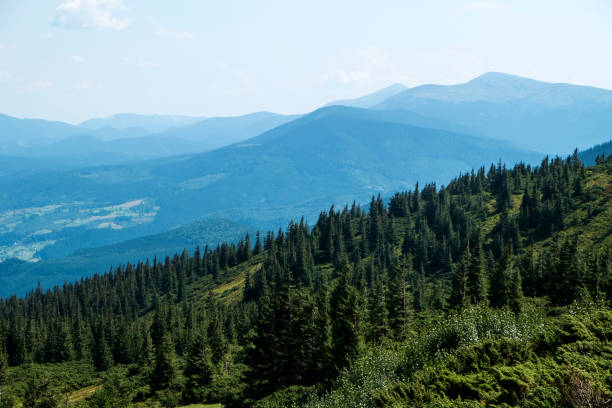 slopes of carpathian mountains with dense vegetation (ukraine, carpathians, dragobrat) - dragobrat imagens e fotografias de stock