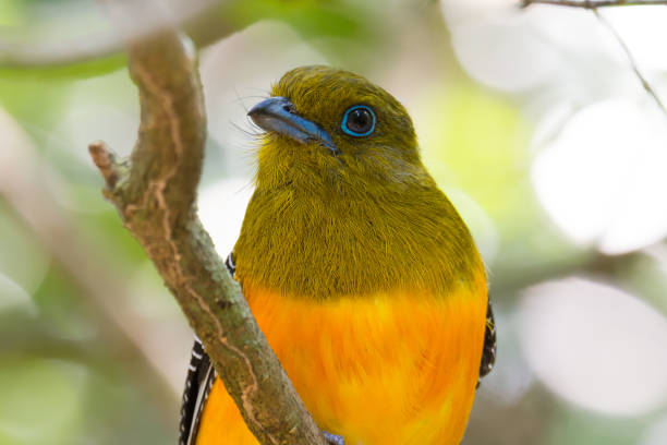 istock Bird portrait extreme close up ,low angle view. 861667756