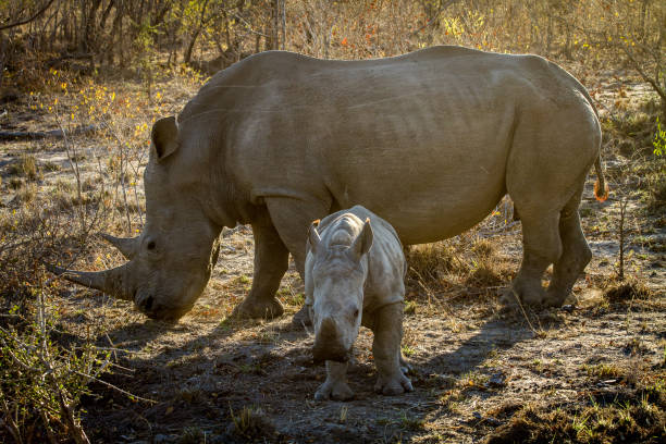 istock Rhino Family 861674772
