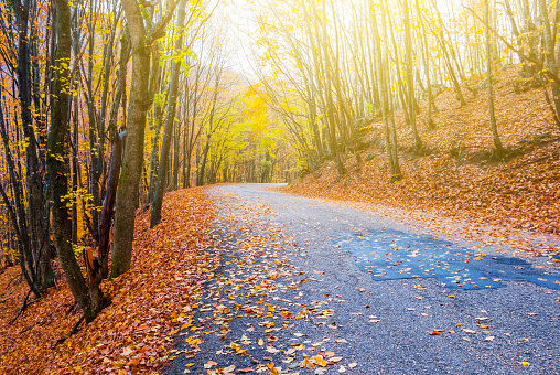 wet asphalt road  among a autumn beech forest