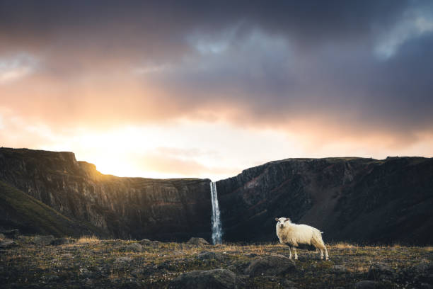 magnifique cascade hengifoss de moutons islandais - icelandic sheep photos et images de collection